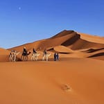 Camels and their riders walking across dunes of the desert