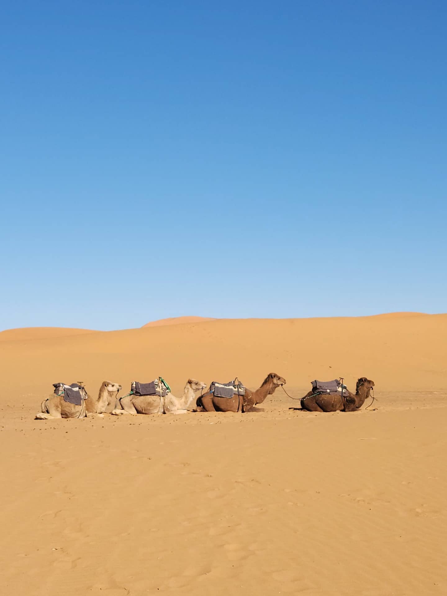Camels sitting in the Sahara Desert with packs waiting patiently for their riders