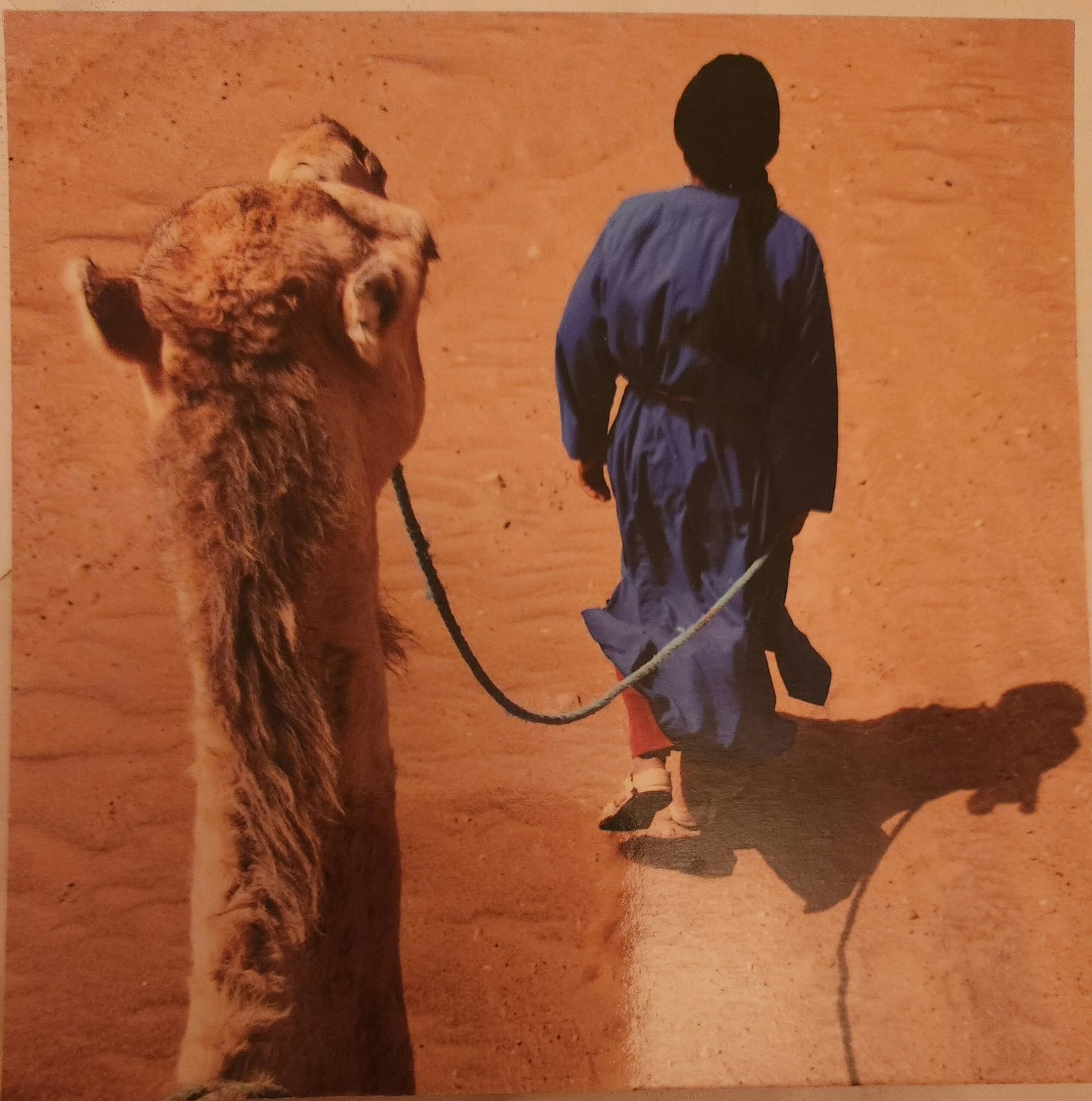 Nomad guiding a proud camel in the Sahara Desert