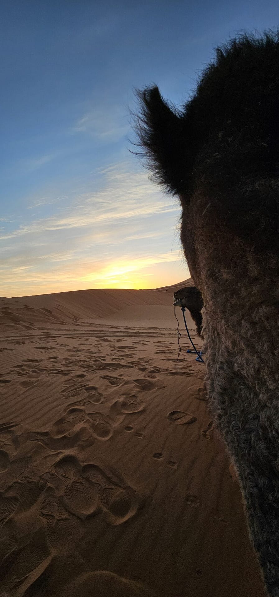 looking through the eyes of the camel out at the dunes during sunrise